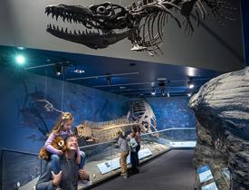 Viewing dinosaur bones haning from the ceiling