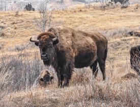 buffalo