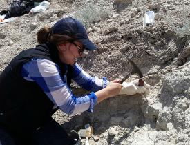 digging for fossils