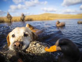dog retrieving a duck
