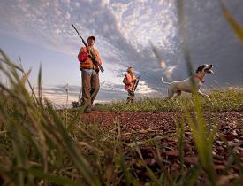 pheasant hunting