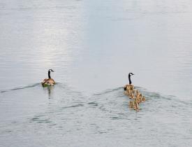 ducks swimming
