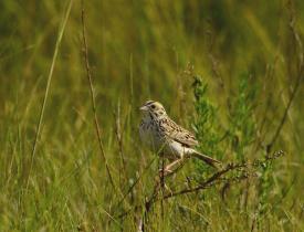 Bairds Sparrow