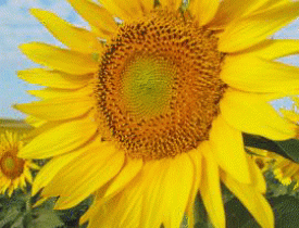 Sunflower in North Dakota