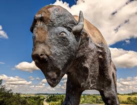 Jamestown and the world's largest buffalo