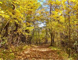 trail