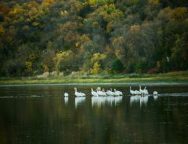 Wildlife at Des Lacs