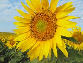 Sunflower in North Dakota