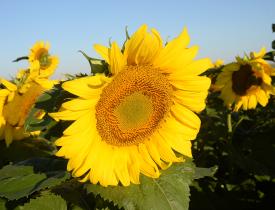 sunflower