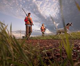 pheasant hunting