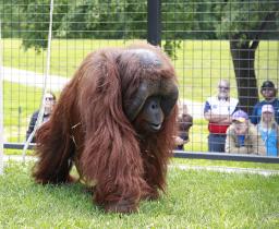 Orangutan at Chahinkapa Zoo