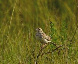 Bairds Sparrow