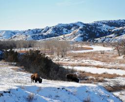 Theodore Roosevelt National Park
