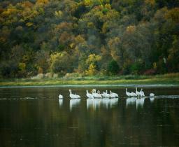 Wildlife at Des Lacs
