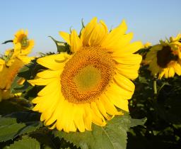 sunflower
