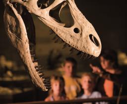 skeleton