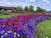 summer floral celebration photo