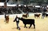 international livestock show photo
