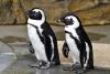 proud penguins camp photo