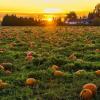 lil' pumpkin days photo