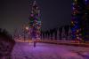 trees lit up in shriner hill photo