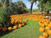 papa's pumpkin patch photo 2