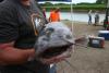 catching catfish photo 3