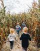 corn maze and pumpkin patch photo