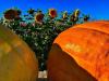 pumpkins and sunflowers photo 3