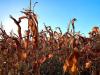 lots of corn stalks photo 2