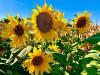 several sunflowers photo 4