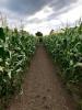 path in a corn maze photo 5