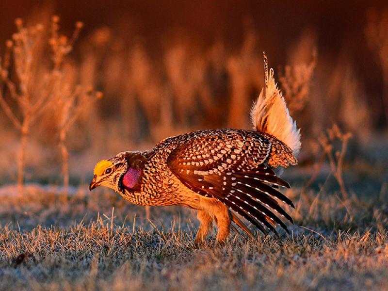 Grouse