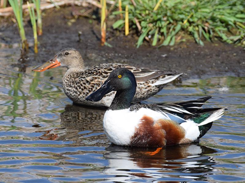 Northern Shovelers