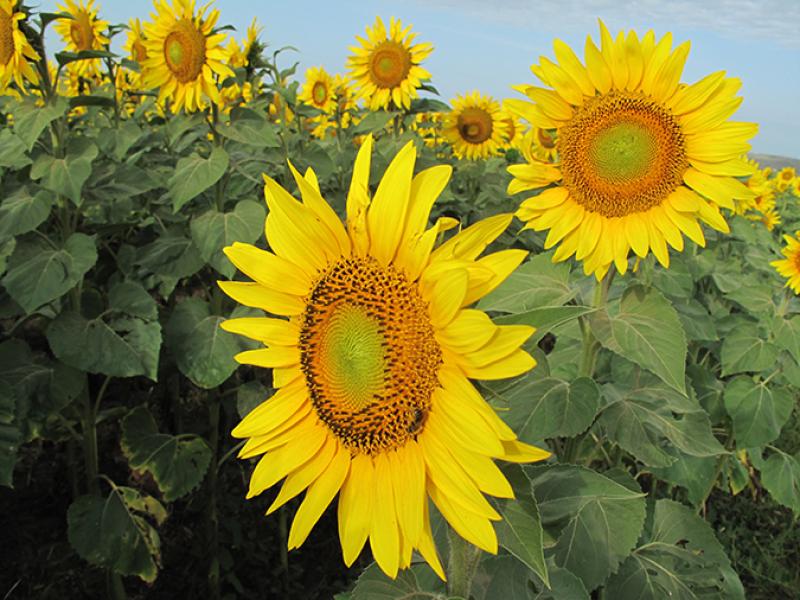 Sunflowers