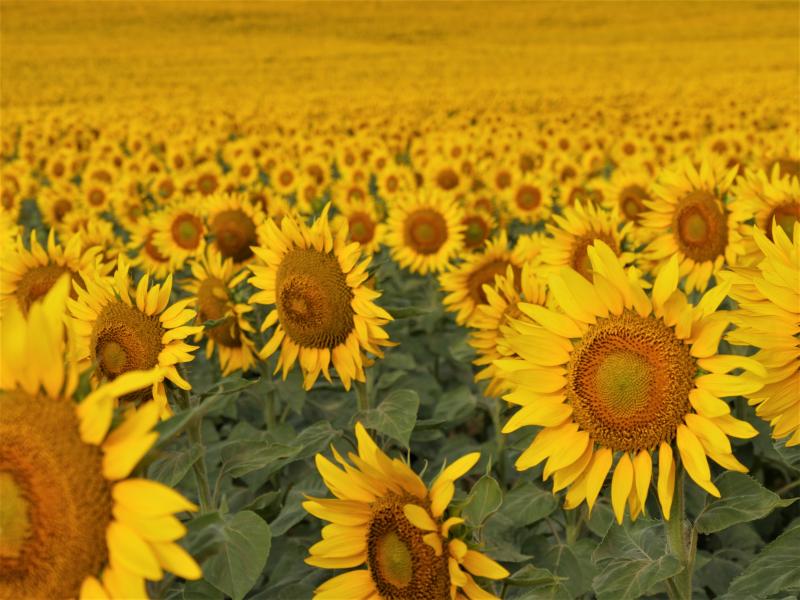 North Dakota is Coming to Union - P1050651.JPG